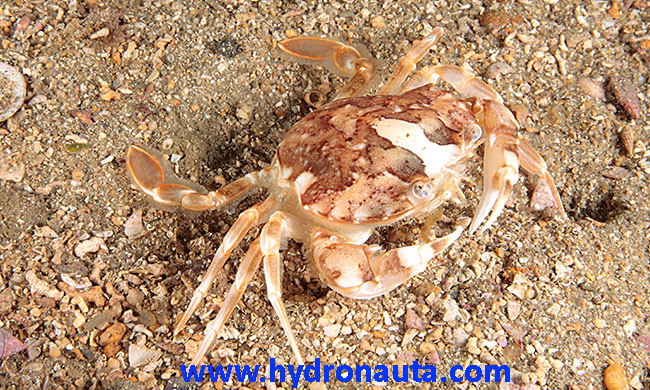 Liocarcinus marmoreus